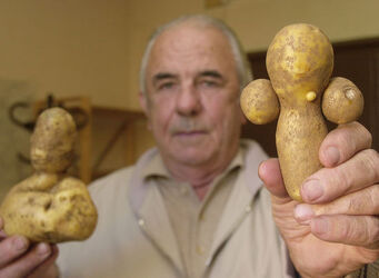 Bellinzona le patate artistiche