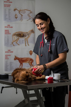 Bellizona Martina Casella veterinaria