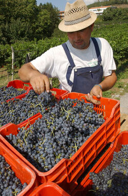 Ticino vendemmia 2003