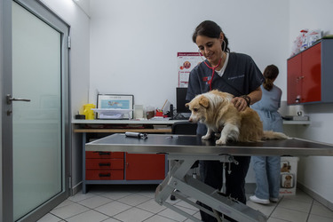 Bellizona Martina Casella veterinaria
