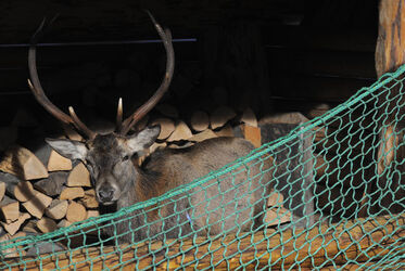 Ronco cattura cervo
