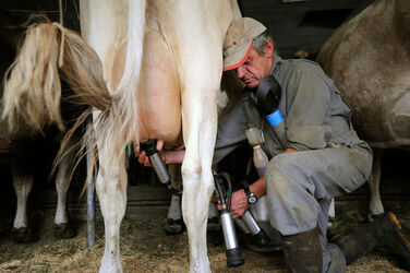 Olivone Luigi Truaisch produttore di formaggio