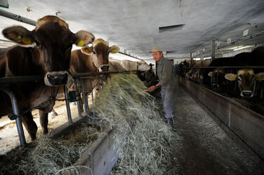 Olivone Luigi Truaisch produttore di formaggio