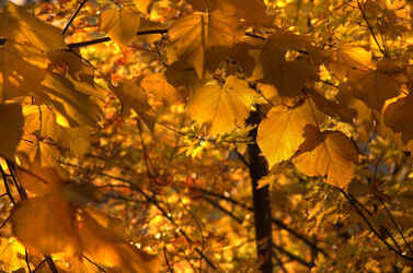 Autunno