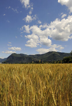 Mendrisiotto campo di grano mais