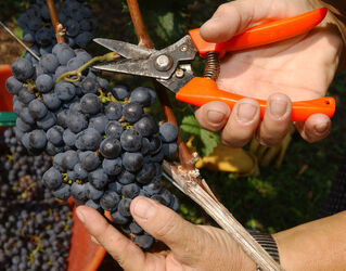 Ticino vendemmia 2003