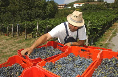 Ticino vendemmia 2003