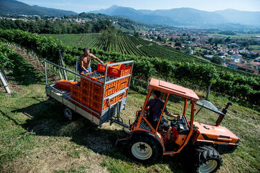 Ticino vendemmia Ticino vendemmia