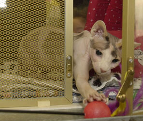 Giubiasco mostra felina