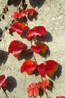 Autunno