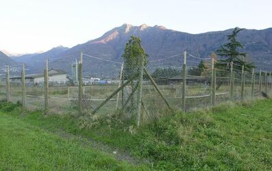 Sementina furto canapa