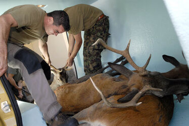 Ticino apertura stagione di caccia