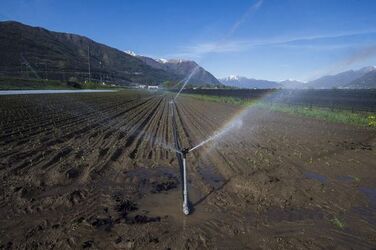 Ticino coltivazioni sul Piano di Magadino bel temppo emergenza siccit&agrave;