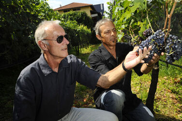 Balerna vigneto Fortunat Morell
